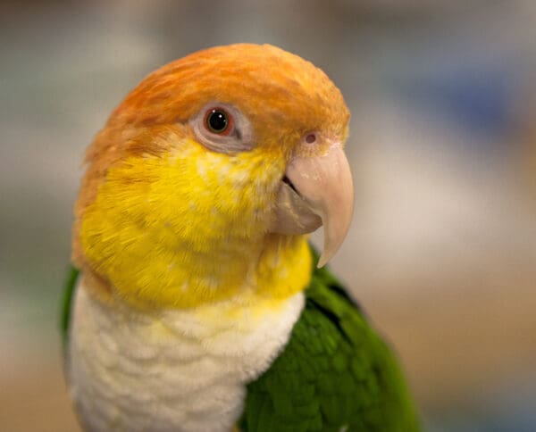 A closeup of a companion White-bellied Parrot