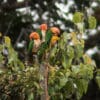 Wild White-bellied Parrots perch and preen