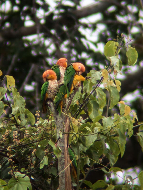 Wild White-bellied Parrots perch and preen