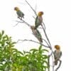 Wild White-bellied Parrots perch in a tree