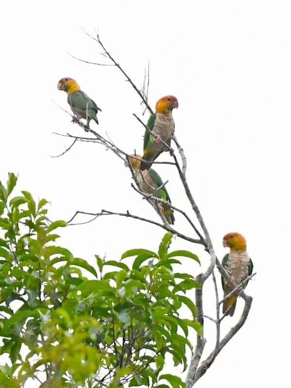 Wild White-bellied Parrots perch in a tree