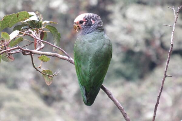 A wild White-capped Parrot perches on a branch