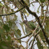 A wild White-capped Parrot perches in a tree