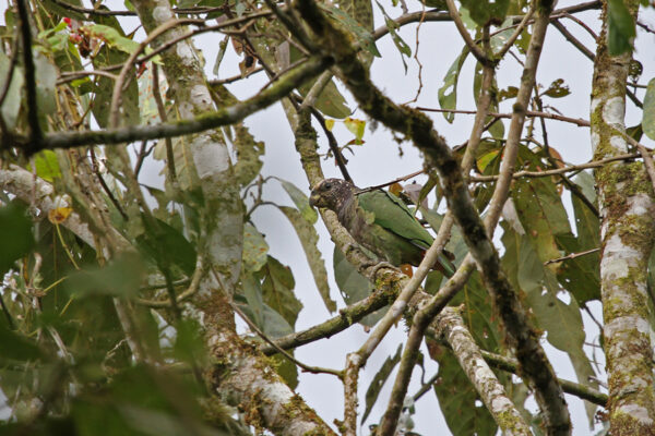 A wild White-capped Parrot perches in a tree