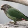 A wild White-capped Parrot perches on a rock