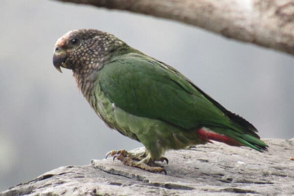 A wild White-capped Parrot perches on a rock