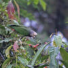 A wild White-capped Parrot climbs in a tree
