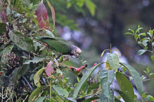 A wild White-capped Parrot climbs in a tree