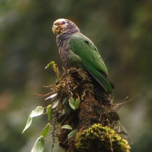 A wild White-capped Parrot perches on a stump