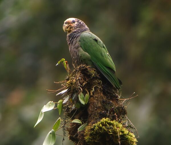 A wild White-capped Parrot perches on a stump