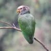 A wild White-capped Parrot perches on a branch