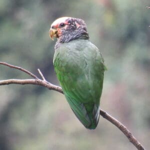 A wild White-capped Parrot perches on a branch