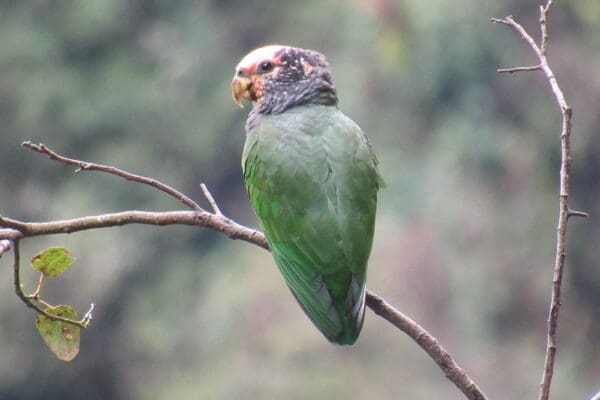 A wild White-capped Parrot perches on a branch
