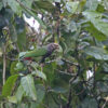 A wild White-capped Parrot climbs in a tree