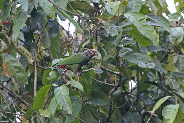A wild White-capped Parrot climbs in a tree