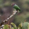 A wild Plum-crowned Parrot perches on a branch