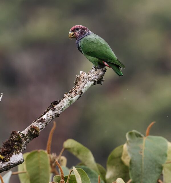 A wild Plum-crowned Parrot perches on a branch