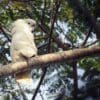 A wild White-crested Cockatoo perches on a large limb