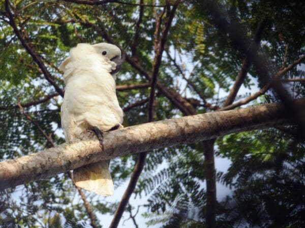 A wild White-crested Cockatoo perches on a large limb