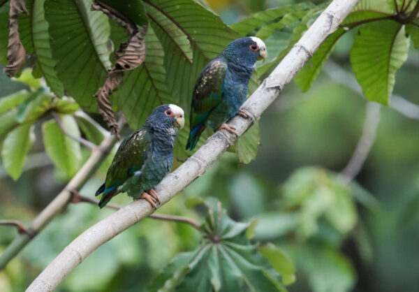 Wild White-crowned Parrots perch on a limb