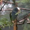 A wild White-crowned Parrot chews on a legume