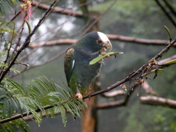 A wild White-crowned Parrot chews on a legume
