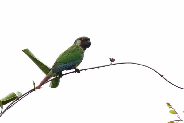 A wild White-eared Conure sits high atop a tree