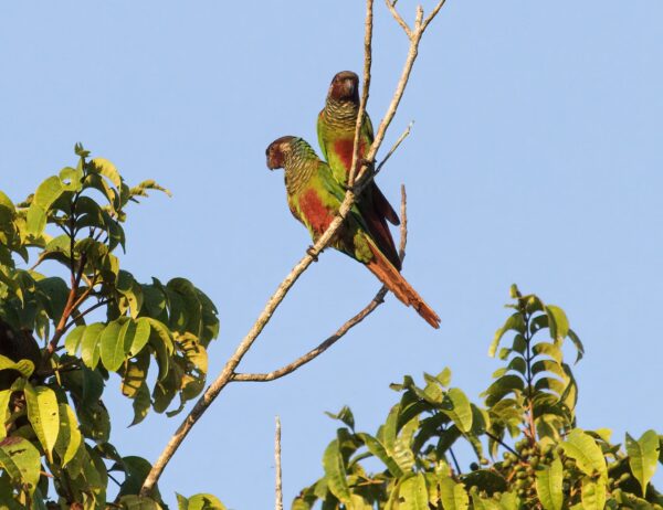 Wild White-eared Conures perch in a tree