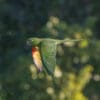 A wild White-eyed Conure in flight