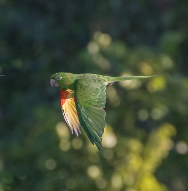A wild White-eyed Conure in flight