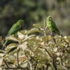 Wild White-eyed Conures perch atop a tree