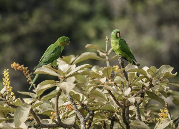 Wild White-eyed Conures perch atop a tree