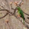 A wild White-eyed Conure perches in a flowering tree