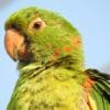A closeup of a White-eyed Conure