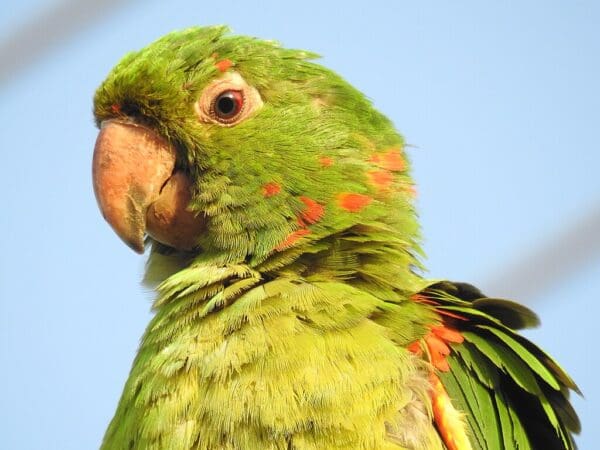 A closeup of a White-eyed Conure