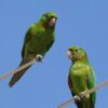 Wild White-eyed Conures perch on an antennae