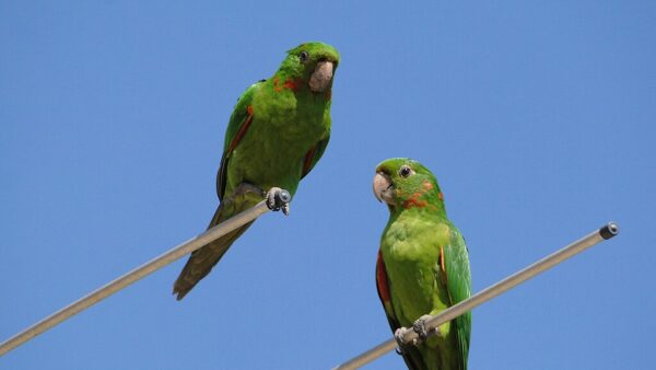 Wild White-eyed Conures perch on an antennae
