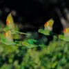 Wild White-eyed Conures in flight