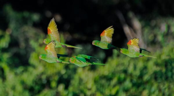 Wild White-eyed Conures in flight