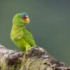 © Corey Raffel A wild White-fronted Amazon perches on a limb