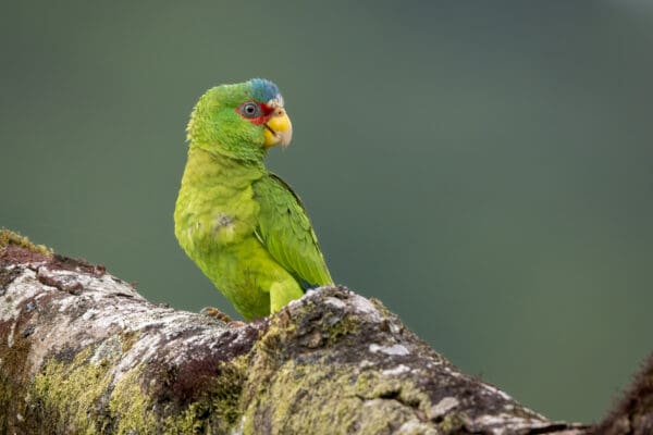 A wild White-fronted Amazon perches on a limb