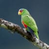 © Corey Raffel A wild White-fronted Amazon perches on a branch