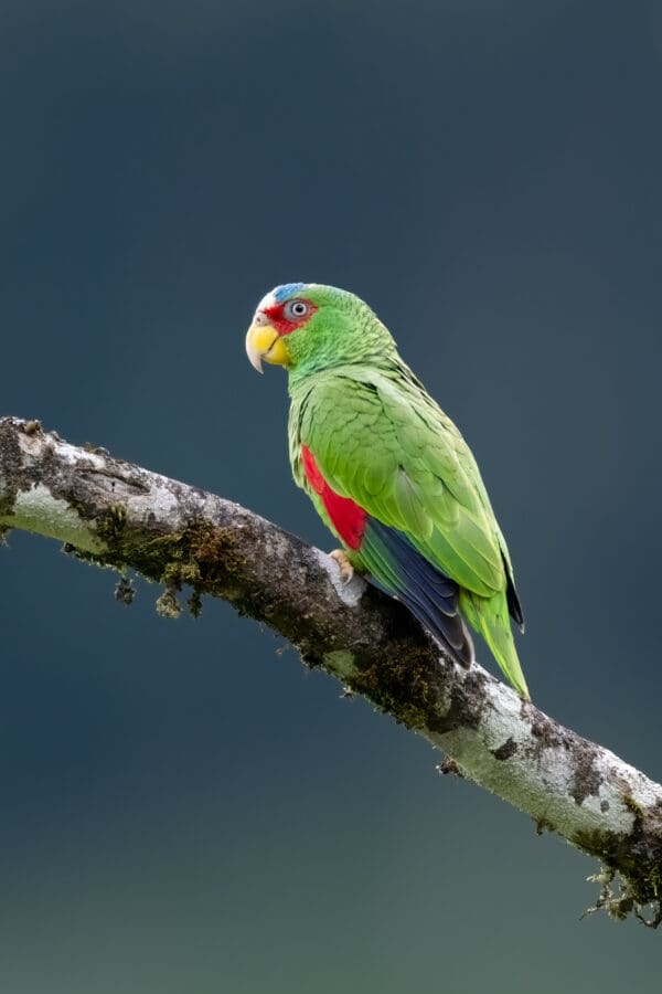 A wild White-fronted Amazon perches on a branch