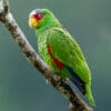 © Corey Raffel A wild White-fronted Amazon clings to a branch