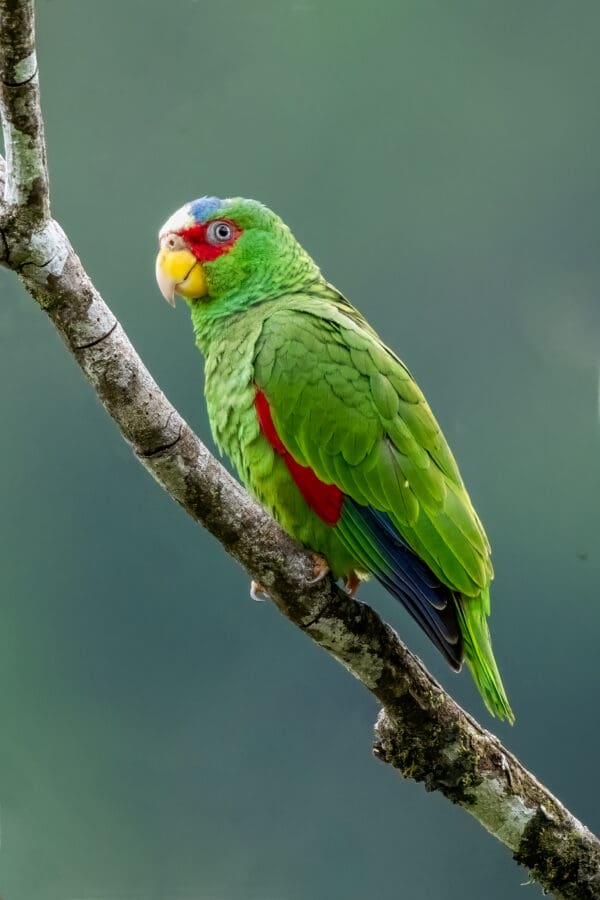 A wild White-fronted Amazon clings to a branch