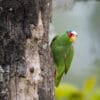 © Corey Raffel A wild White-fronted Amazon clings to a tree trunk