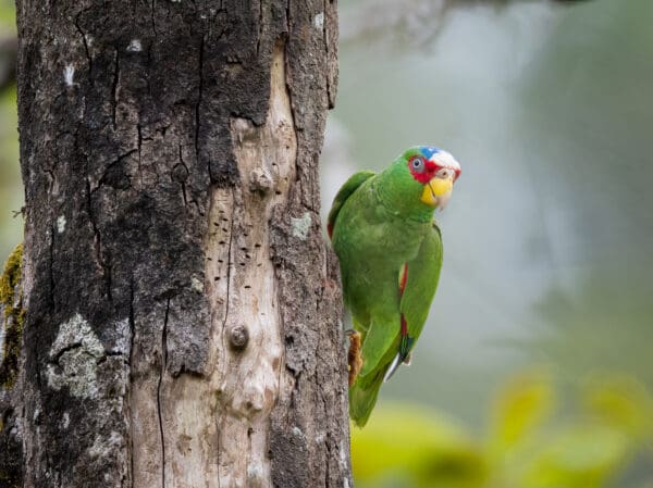 A wild White-fronted Amazon clings to a tree trunk
