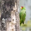 © Corey Raffel A wild White-fronted Amazon clings to tree trunk