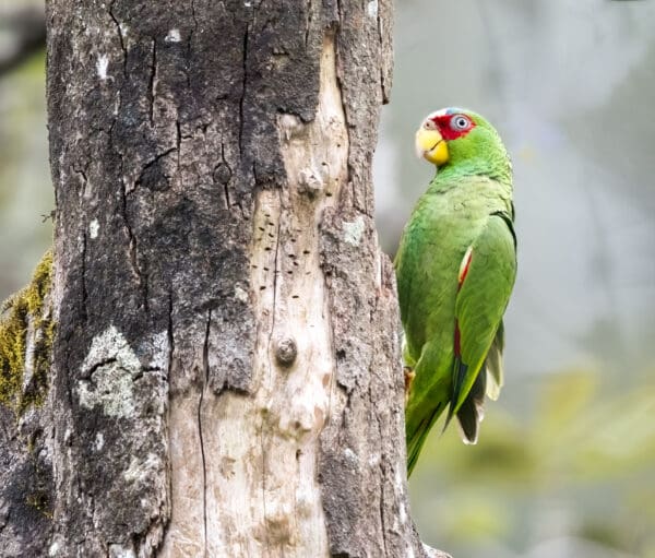 A wild White-fronted Amazon clings to tree trunk