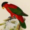 Illustration of the White-naped Lory